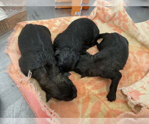 German Shepherd Dog Dogs for adoption in San Bernardino, CA, USA