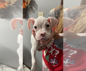 Boxer Puppy for sale in CARMI, IL, USA