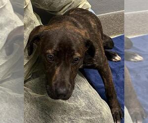 Mutt Dogs for adoption in Las Vegas, NV, USA