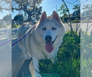 Jay *Courtesy Post TC* - Male Siberian Husky Dog for Adoption - Photo #2