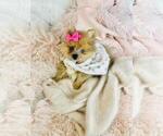 Small #26 Pomeranian