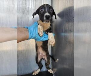 Labrador Retriever-Unknown Mix Dogs for adoption in San Antonio, TX, USA