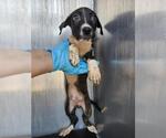 Small Labrador Retriever Mix