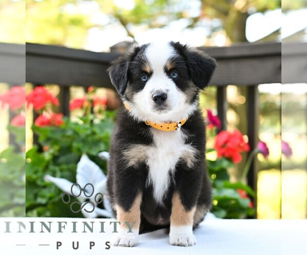 Medium Photo #4 Miniature Australian Shepherd Puppy For Sale in REBERSBURG, PA, USA