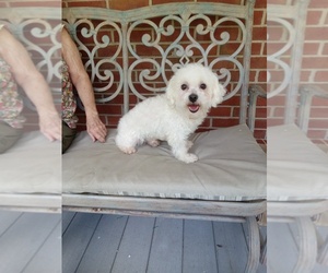 Bichon Frise Puppy for sale in WINSTON SALEM, NC, USA