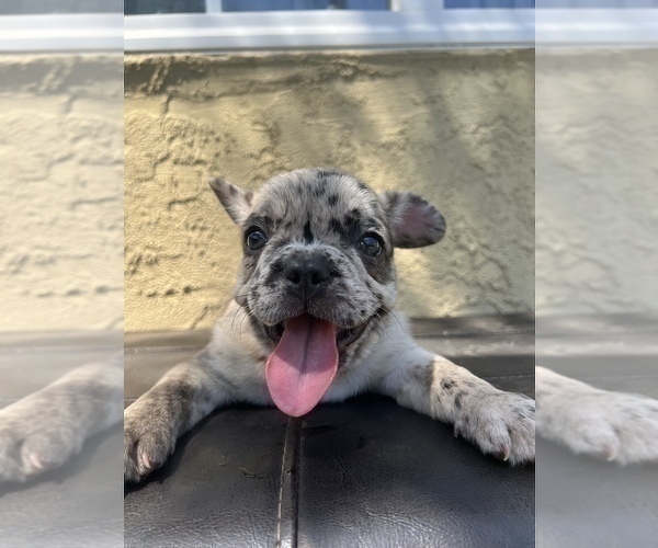 Medium Photo #10 French Bulldog Puppy For Sale in SAN DIEGO, CA, USA