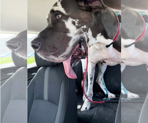 Medium Photo #2 Great Dane-Unknown Mix Puppy For Sale in Germantown, OH, USA