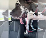 Small #1 Great Dane Mix