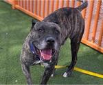 Small Mastiff Mix