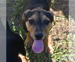 Small #4 Labrador Retriever Mix