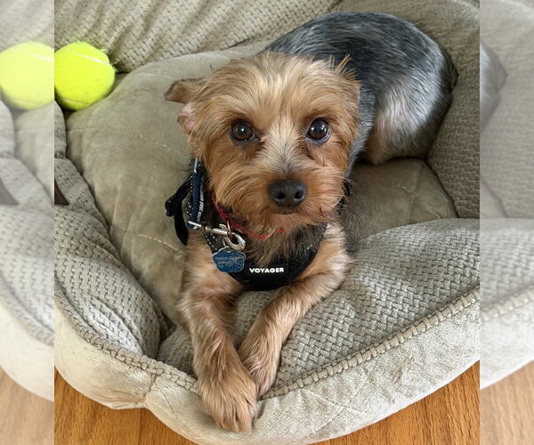 Medium Photo #1 Mutt Puppy For Sale in Mundelein, IL, USA