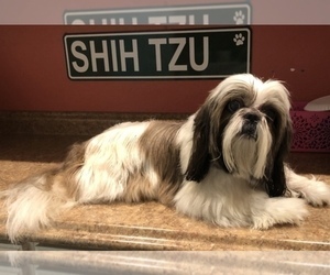 Father of the Shih Tzu puppies born on 12/18/2022