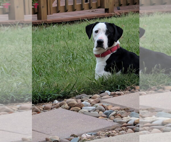 Medium Photo #7 Mutt Puppy For Sale in Evansville, IN, USA