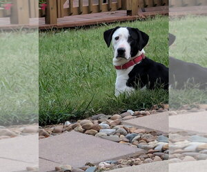 Cova - Female Mutt Dog for Adoption - Photo #7