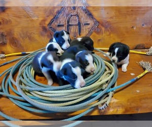 Border Collie Puppy for Sale in JUNCTION CITY, Oregon USA