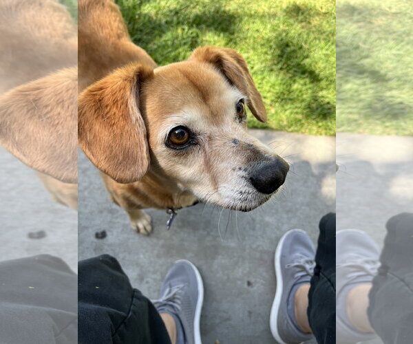 Medium Photo #4 Labbe Puppy For Sale in Mission Viejo, CA, USA
