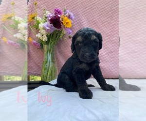 Goldendoodle Puppy for sale in CAPON BRIDGE, WV, USA