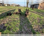 Small Photo #3 Belgian Malinois Puppy For Sale in JACKSONVILLE, TX, USA