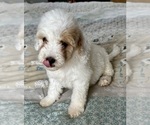 Small Photo #45 Goldendoodle (Miniature) Puppy For Sale in PENSACOLA, FL, USA