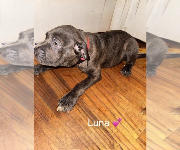 Medium Photo #21 Cane Corso Puppy For Sale in PHILADELPHIA, PA, USA
