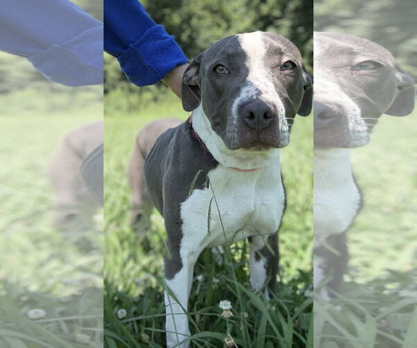Medium Photo #2 American Pit Bull Terrier-Unknown Mix Puppy For Sale in Virginia Beach, VA, USA