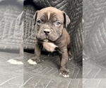 Puppy Puppy 5 American Bully-Cane Corso Mix