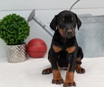 Puppy Cassie Doberman Pinscher