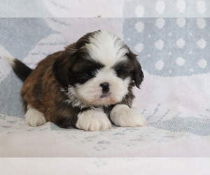 Shih Tzu Puppy for sale in SHILOH, OH, USA