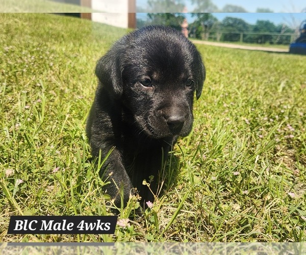 Medium Photo #2 Labrador Retriever Puppy For Sale in EDGEWOOD, TX, USA