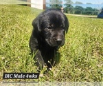 Puppy Black BlC Labrador Retriever