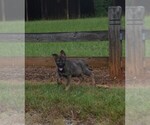 Small #2 German Shepherd Dog