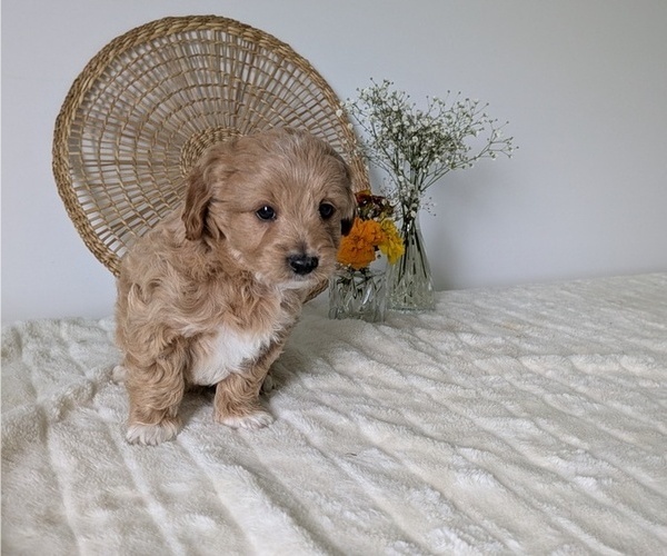 Medium Photo #6 Poovanese Puppy For Sale in GOSHEN, IN, USA
