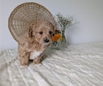 Small Photo #31 Poovanese Puppy For Sale in GOSHEN, IN, USA