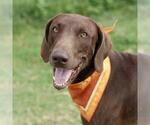 Small Weimaraner Mix