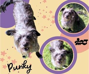 Mutt Dogs for adoption in Lindsay, CA, USA