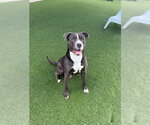 Shaw - Male Retriever -Unknown Mix Dog for Adoption - Small photo
