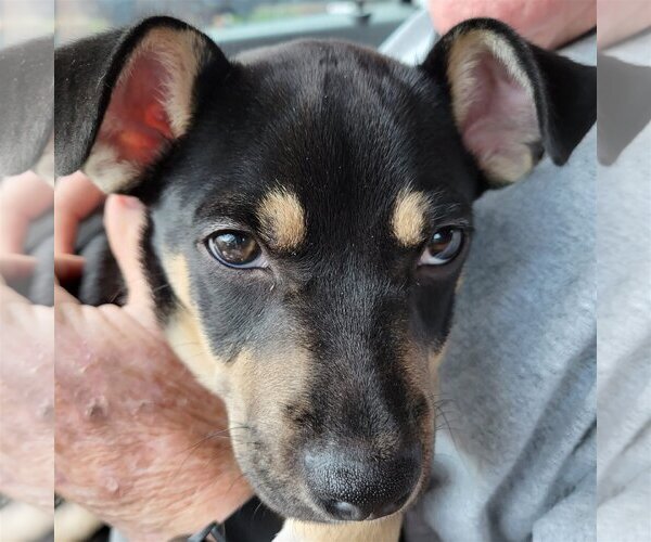 Medium Photo #5 Staffordshire Bull Terrier-Unknown Mix Puppy For Sale in Spring, TX, USA