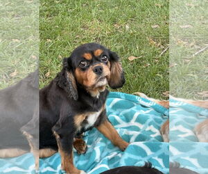 Cavalier King Charles Spaniel Dogs for adoption in Sioux Falls, SD, USA