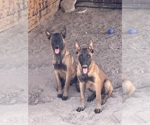 Belgian Malinois Puppy for sale in APPLE VALLEY, CA, USA