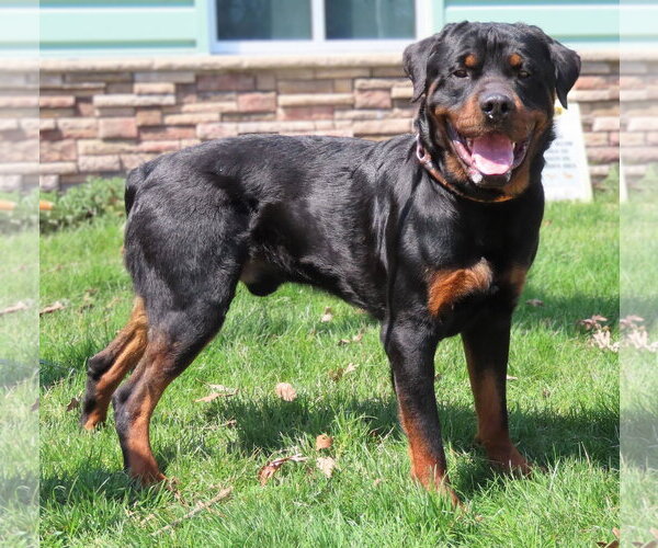 Medium Photo #2 Rottweiler Puppy For Sale in Hillsboro, NH, USA