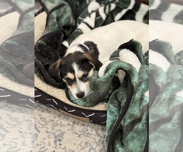 Medium Photo #2 Parson Russell Terrier-Unknown Mix Puppy For Sale in Newport Beach, CA, USA