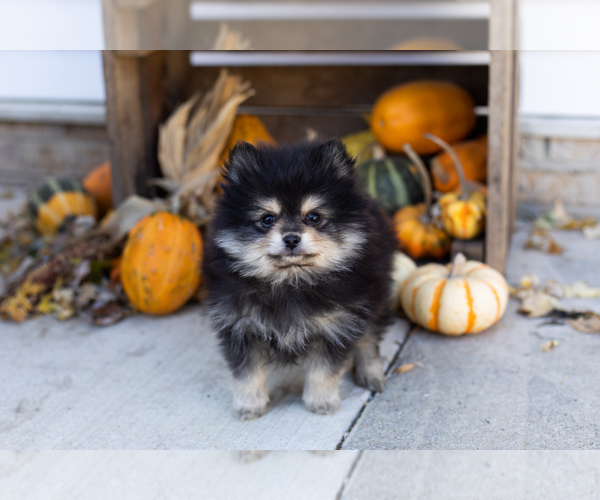 Medium Photo #4 Pomeranian Puppy For Sale in NAPPANEE, IN, USA