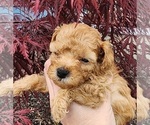 Small #5 Poodle (Toy)