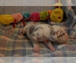 Small Photo #46 Great Dane Puppy For Sale in SPRAGGS, PA, USA