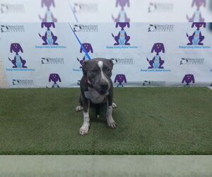 American Pit Bull Terrier-Unknown Mix Dogs for adoption in Orlando, FL, USA