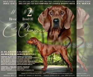 Father of the Redbone Coonhound puppies born on 10/28/2022