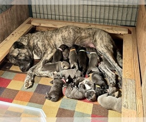 Anatolian Shepherd Puppy for sale in WINSTON, OR, USA