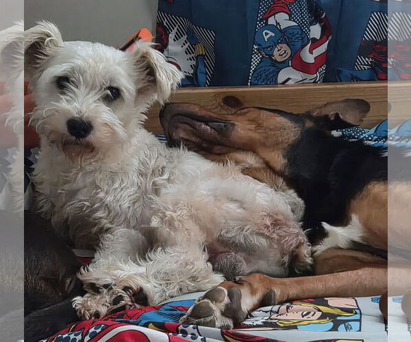 Medium Photo #1 - Mix Puppy For Sale in Lenoir, NC, USA