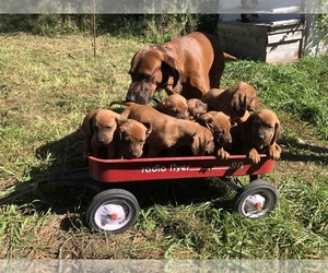 Redbone Coonhound Puppy for sale in AINSWORTH, NE, USA