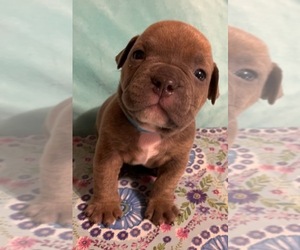 American Bully Puppy for sale in THOMSON, GA, USA